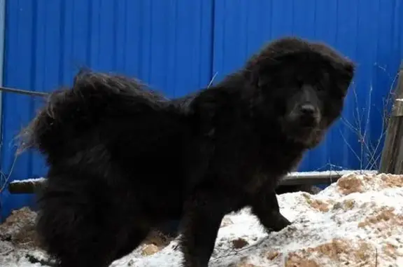 Пропала собака в деревне Колокша, Владимирская область