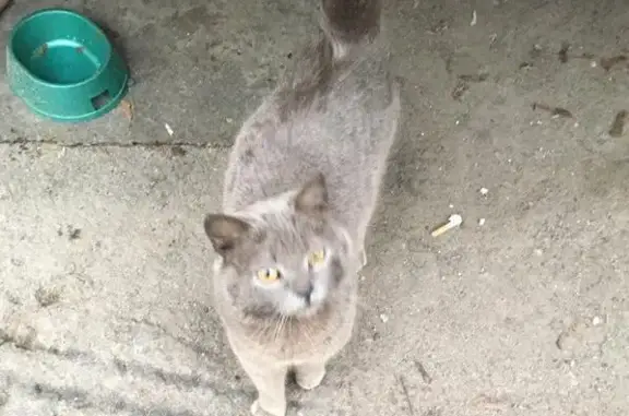 Найден кот в районе Таганки, ищу хозяев!