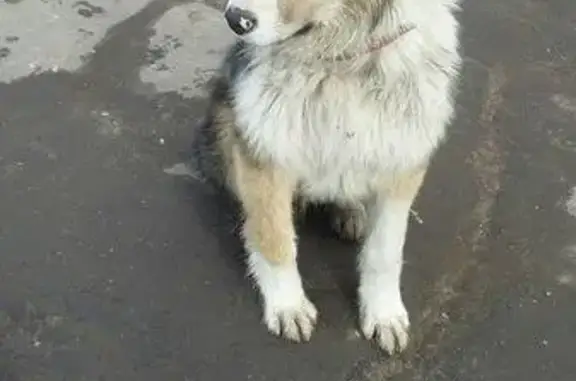 Найден щенок в Омске, ищем хозяев!