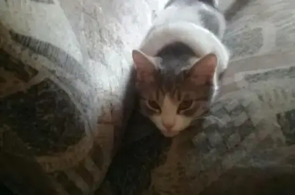 Найден кот в Чите