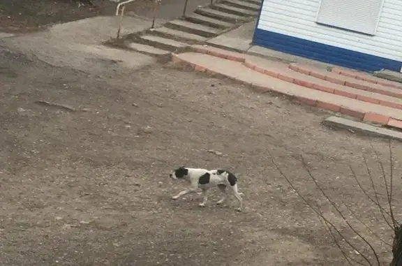 Найдена собака в Солонцах, Красноярск