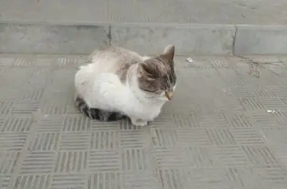 Найдена раненая кошка в Обнинске