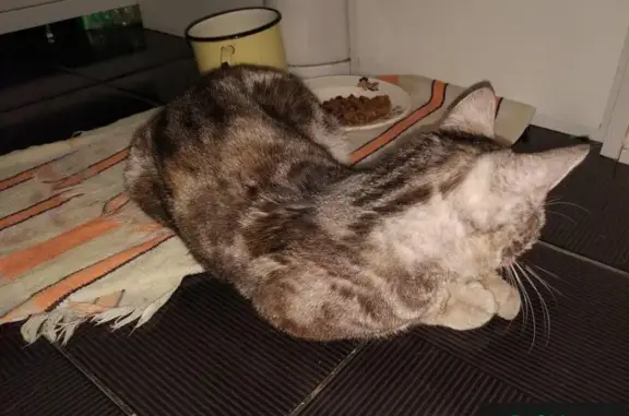 Найдена кошка около дома Мира 92 в Березниках