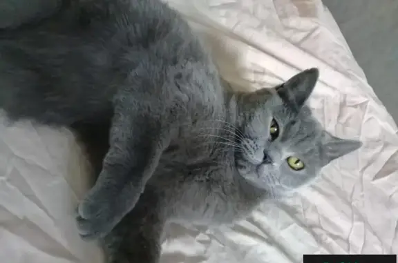 Найдена ласковая кошка в Пскове