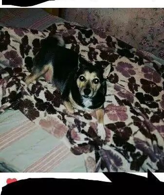 Пропала собака Румба в Вологде!