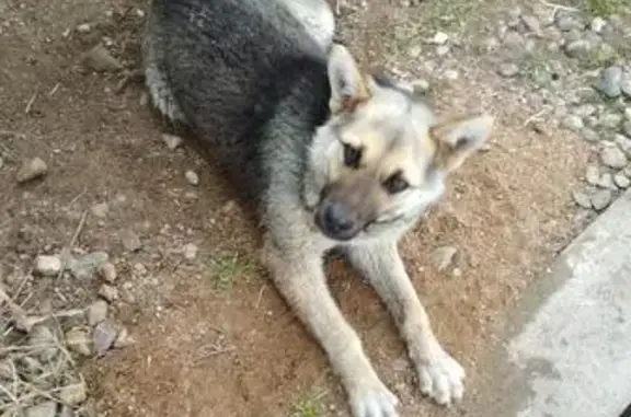Собака с ошейником в деревне Алтуховка