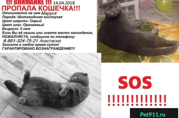 Пропала кошка на пр-те В.Клыкова, Курск. Помогите!