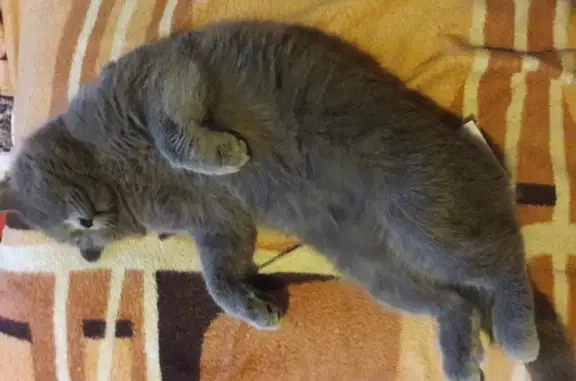 Пропала кошка в Батайске, в синем ошейнике с царапиной на иске.