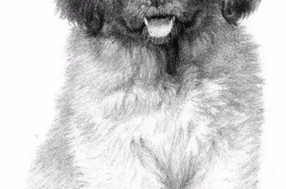 Найден щенок алабая на Северной, Севастополь