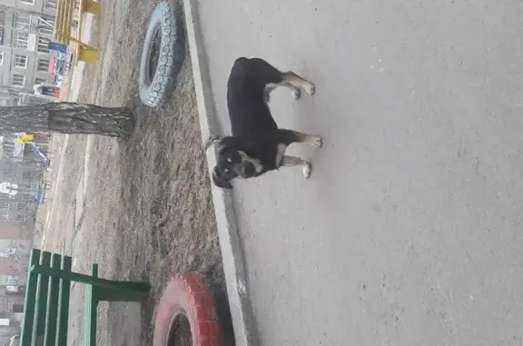 Собака ждет хозяина на улице Баумана, 244, Иркутск