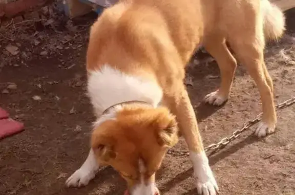 Найден пес Алабай в Коломне, ищет дом