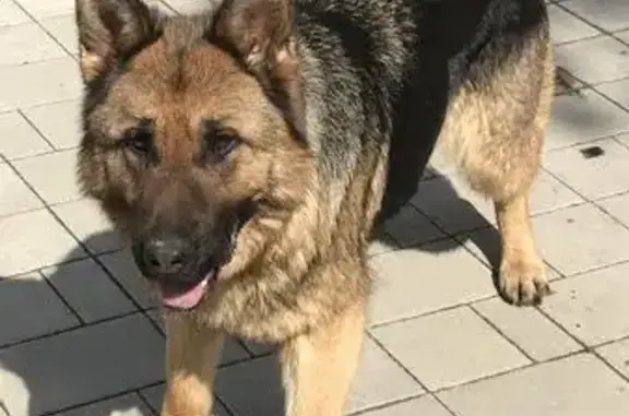 Найдена собака в Ласково, ищем хозяина!