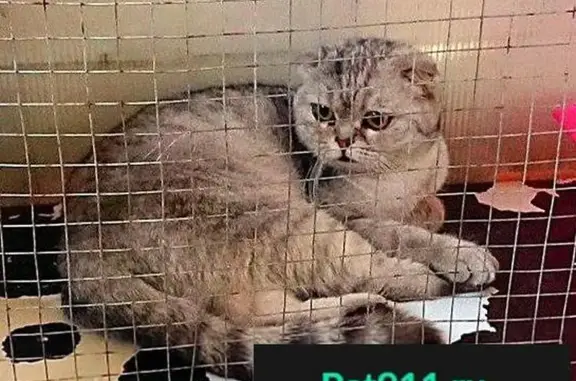 Найдена кошка в Павловском Посаде, МО