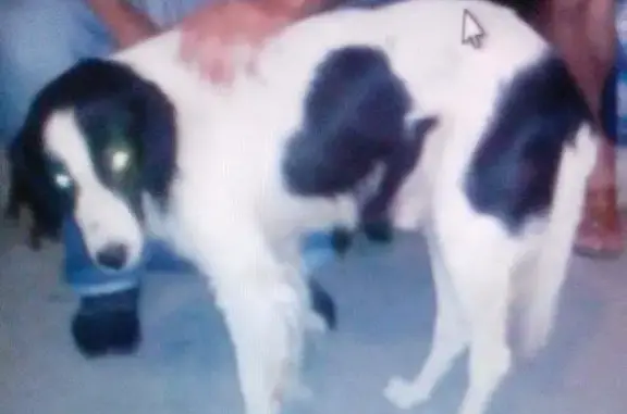 Пропала собака в селе Витязево, Краснодарский край