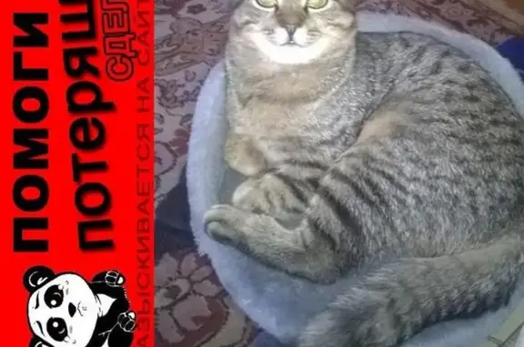 Пропал кот Вася на Сердобской 2б в Пензе, вознаграждение за находку