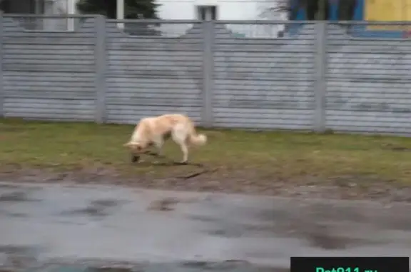 Найдена собака в Гольяново на ул. Хабаровская