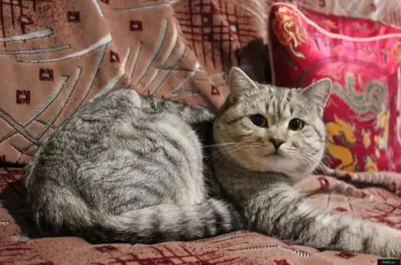 Пропала кошка Сёма с рыжим ошейником в Старом Осколе, Белгородская обл.