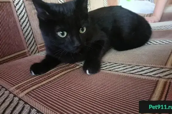 Найден черный кот (Ботанический, Екатеринбург)