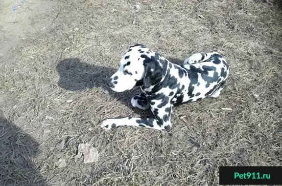 Найдена собака в Нижнекамске, нужен приют