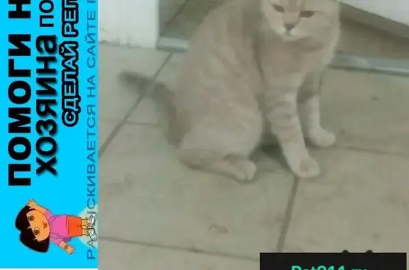 Пропала породистая кошка в Пензе