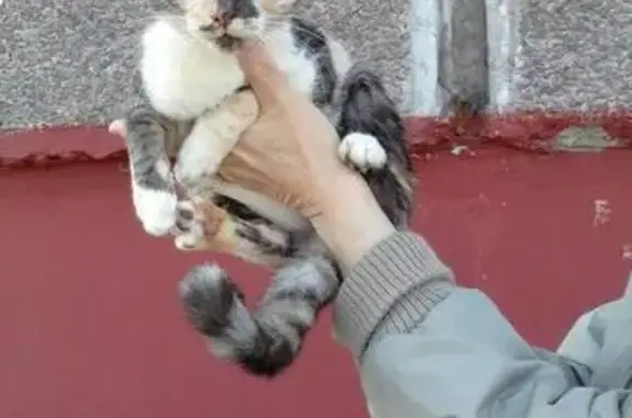 Срочно! Найден трехцветный котенок в Курске