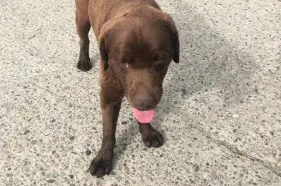 Найдена собака в районе Бетонного моста, Сочи