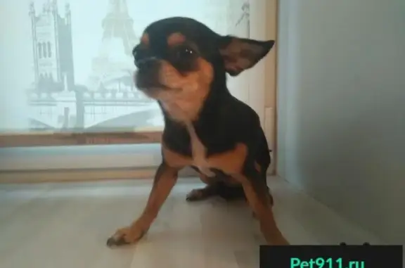 Пропала и найдена собака чихуахуа в Москве