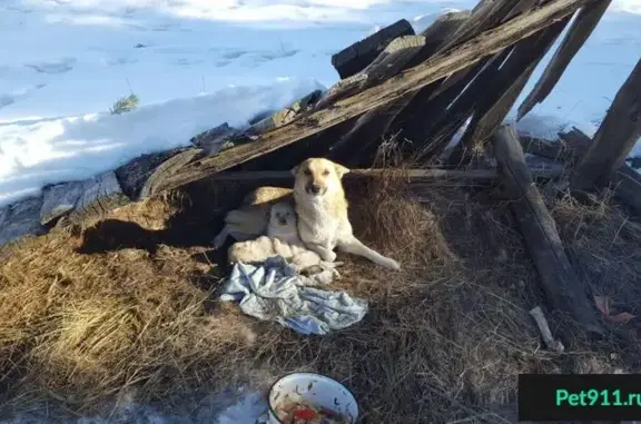 Собака родила под забором в Якутске