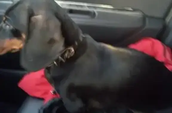 Пропала собака Санкт-Петербург и ЛО, найдена такса в Больших Колпанах