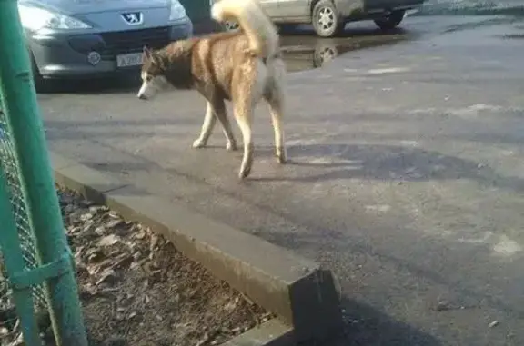 Пропала собака хаски в Пушкино