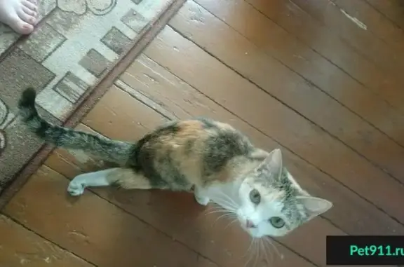 Найдена кошка с травмой в Лесосибирске