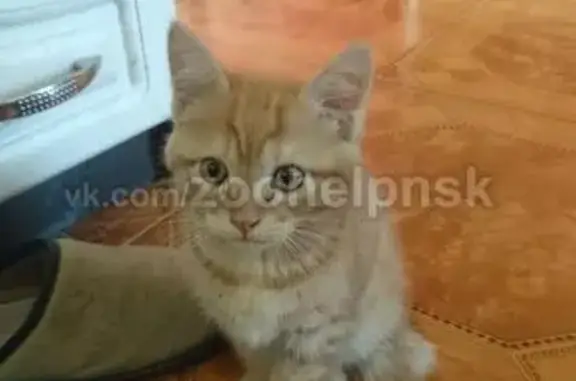 Найдена кошка в Новосибирске!