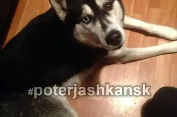 Пропала собака в Новосибирске: хаски Джек без ошейника, зовут по тел. #poterjashkansk