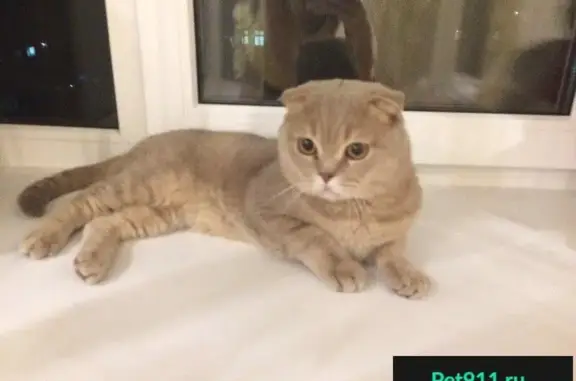 Найден вислоухий кот на Менделеева 2 в Череповце