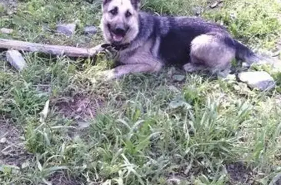 Пропала собака в Ачинске, район садового общества 