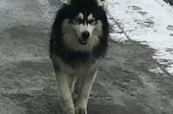 Найдена собака в Мурманске, ищем хозяина.
