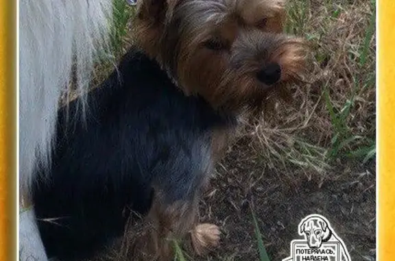 Пропала собака в Ялте, р-н СШ1, 18.04.18, помогите найти!