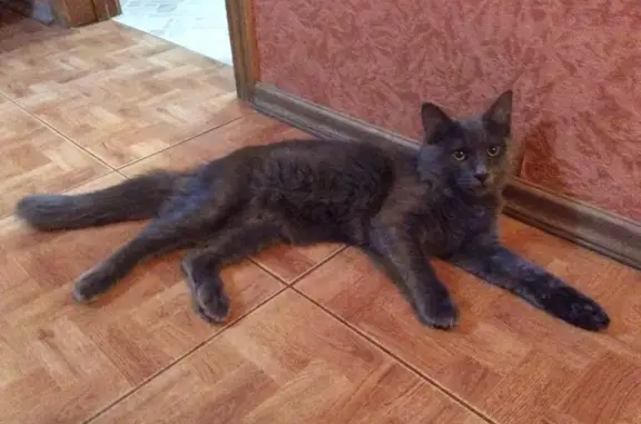 Найден серо-голубой кот возле метро Октябрьское Поле