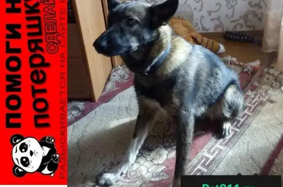 Пропала собака Пума в Новоильинском районе, Кемеровская область