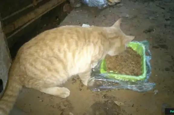 Найден домашний кот на ул. Константина Федина, голодный и спокойный.