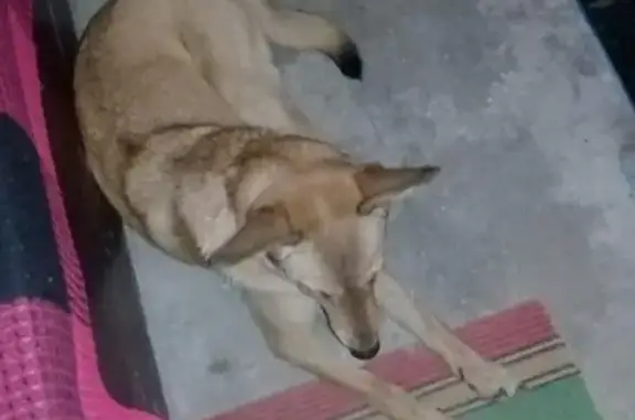 Найдена собака в Апатитах, ищем хозяина или новый дом