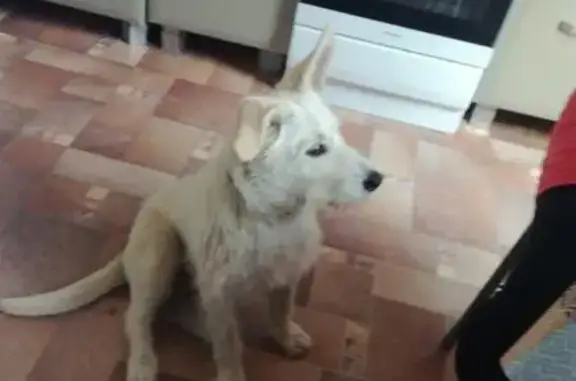 Найден щенок-терьеристка под Красным Яром в Новосибирске