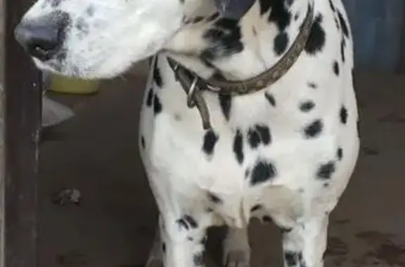 Собаки потеряшки, Богослово, фото: Потеряшка собака с голубым и карим глазом в Богослово