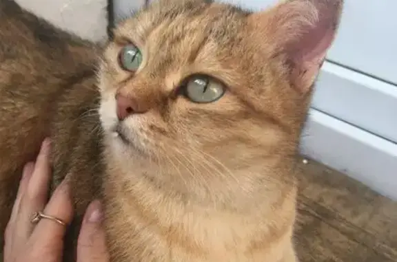 Найдена кошка в районе Войновка, Тюмень
