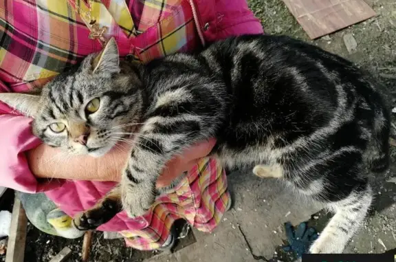 Найдена кошка в Кировском районе Кемерово