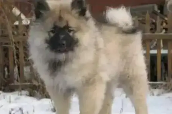 Пропала собака в Рыбинске, срочно ищем!