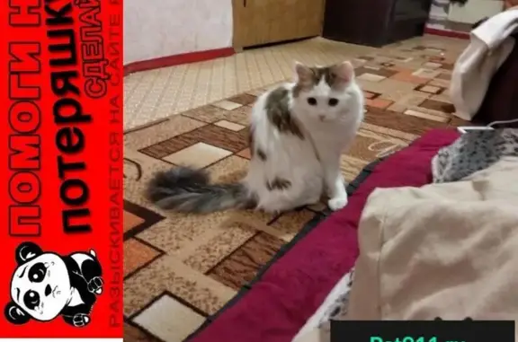 Пропала кошка на ул. Тарханова 12, вознаграждение