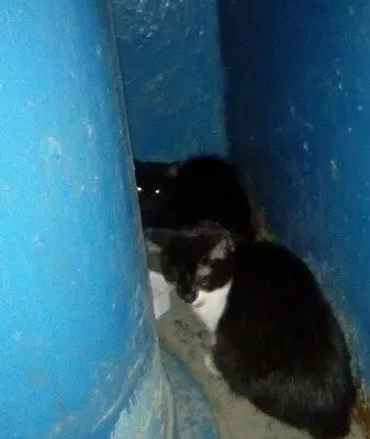 Найдена кошка в Красноярске, ищет дом или передержку