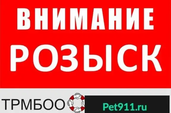 Пропала собака Вулкан в пос. Левченко, Псковская обл.