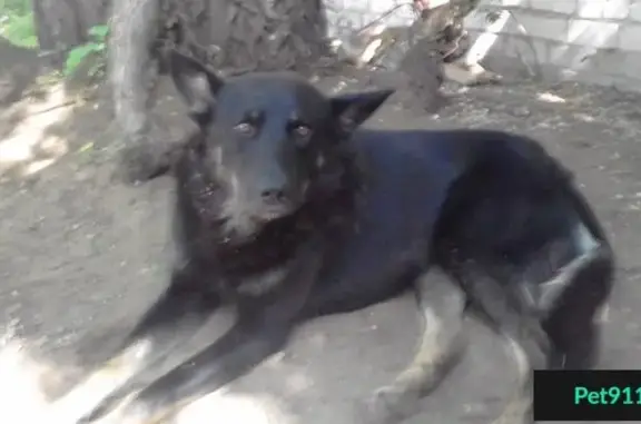 Пропала собака в Комсомольском районе, Тольятти